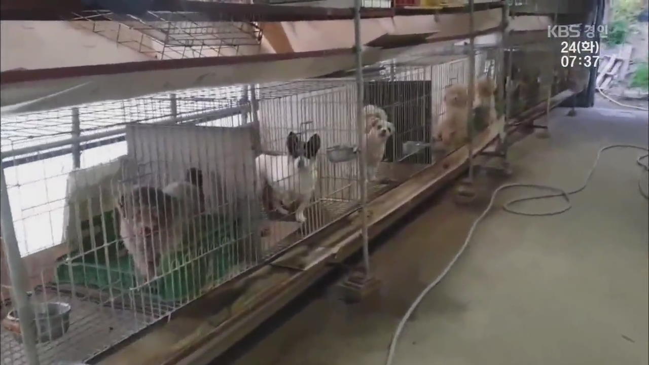 전기 감전으로 개 도살…동물학대·불법판매 무더기 적발