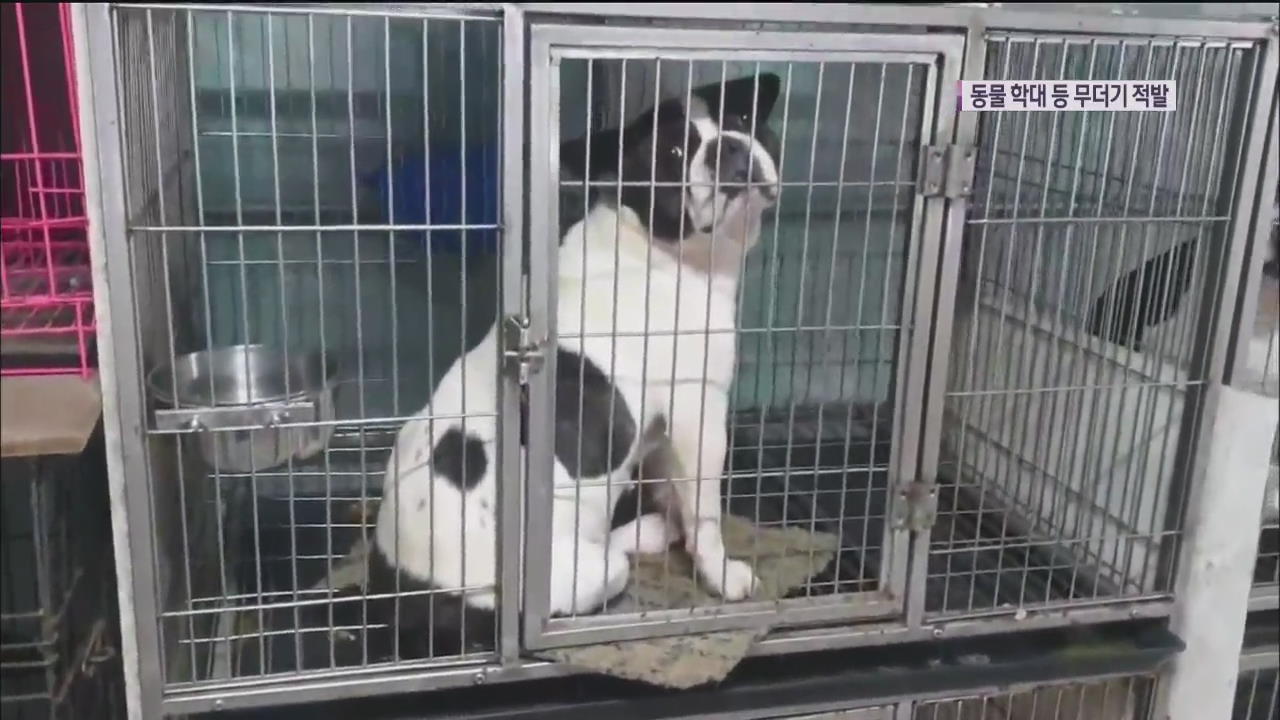 전기 감전으로 개 도살…동물학대·불법판매 무더기 적발