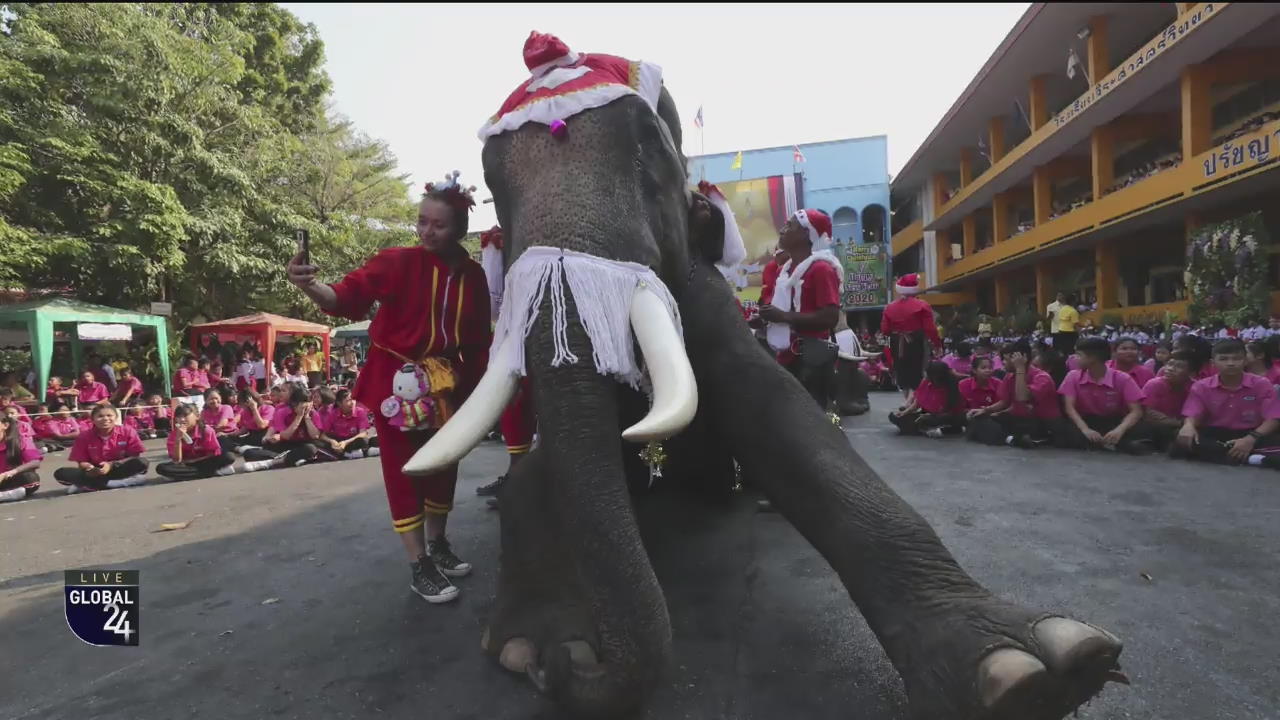 [글로벌24 카드뉴스] 불교 국가 태국에 나타난 ‘산타 코끼리’