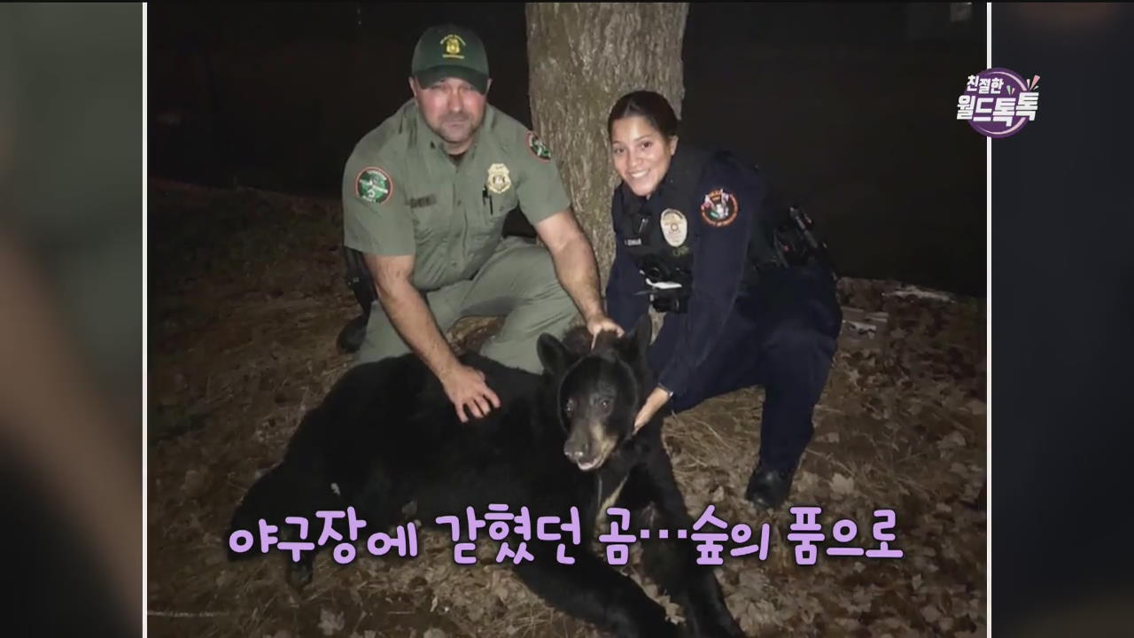 [친절한 월드톡톡] 야구장에 갇혔던 곰…숲의 품으로 외