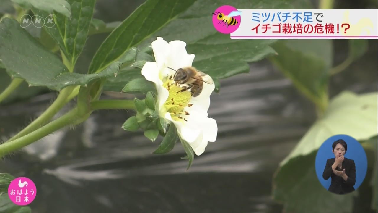 일본, 꿀벌 부족으로 딸기 재배 위기