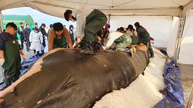 3일 제주시 한림 항에서 국내 최초로 대형고래 사체에 대한 공동 부검이 진행되고 있다.