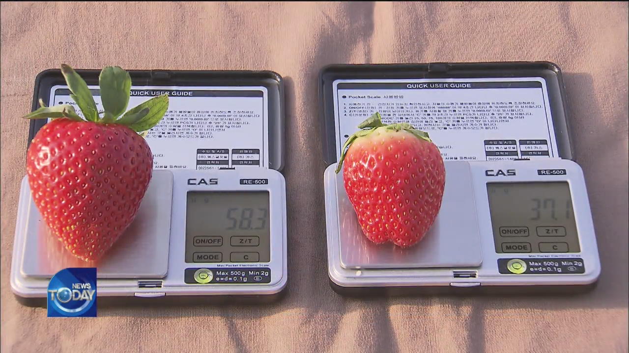 CULTIVATION OF LARGE & FIRM STRAWBERRIES