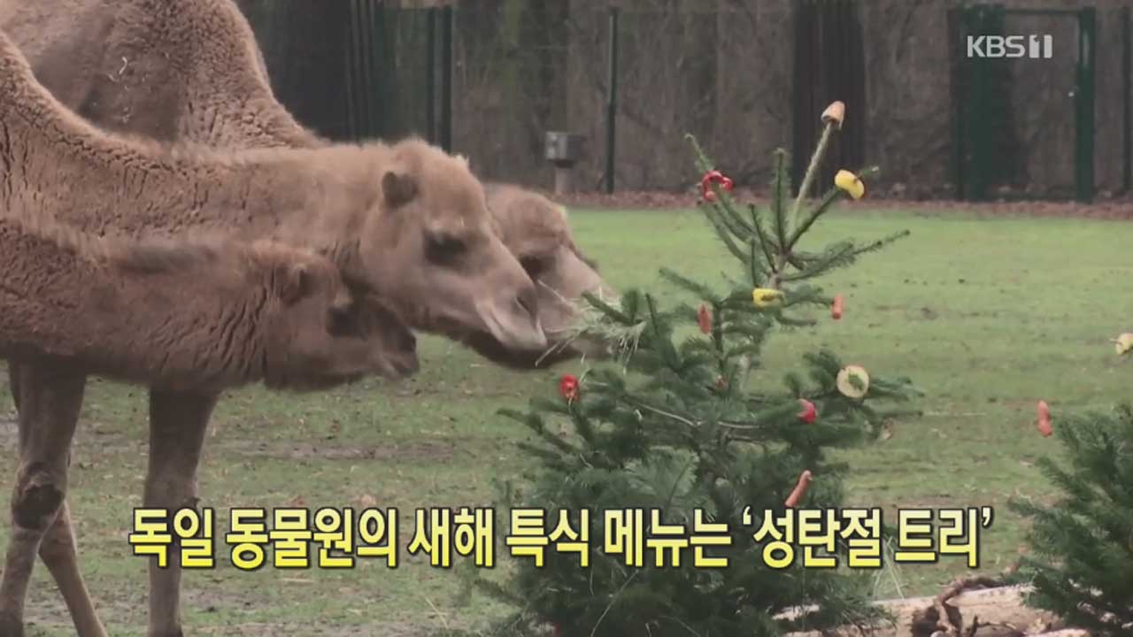 [클릭@지구촌] 독일 동물원의 새해 특식 메뉴는 ‘성탄절 트리’