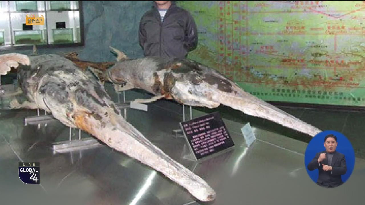 [글로벌 플러스] “中 최대 담수어 양쯔강 철갑상어 멸종”