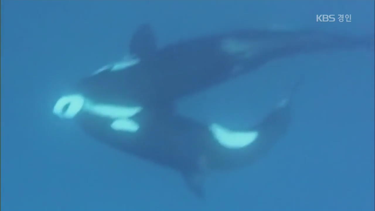 ‘바다 최상위 포식자’ 범고래 6마리 포착