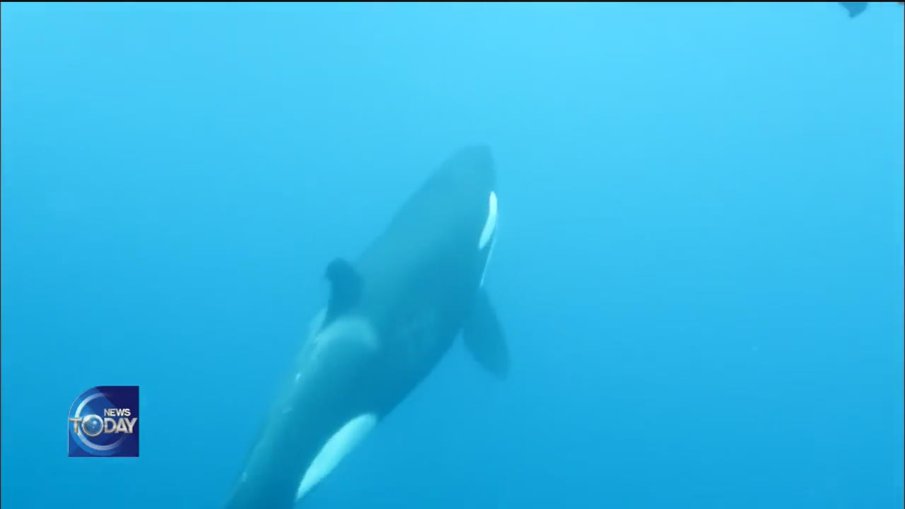 KILLER WHALES SPOTTED AT SOKCHO