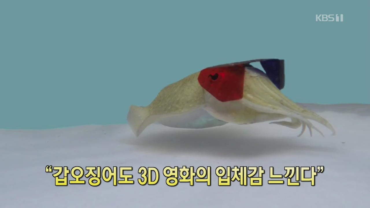 [클릭@지구촌] “갑오징어도 3D 영화의 입체감 느낀다”