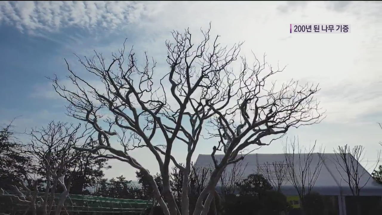 200년 된 ‘배롱나무’ 신안에 기증…거액 구매 제안도 거절