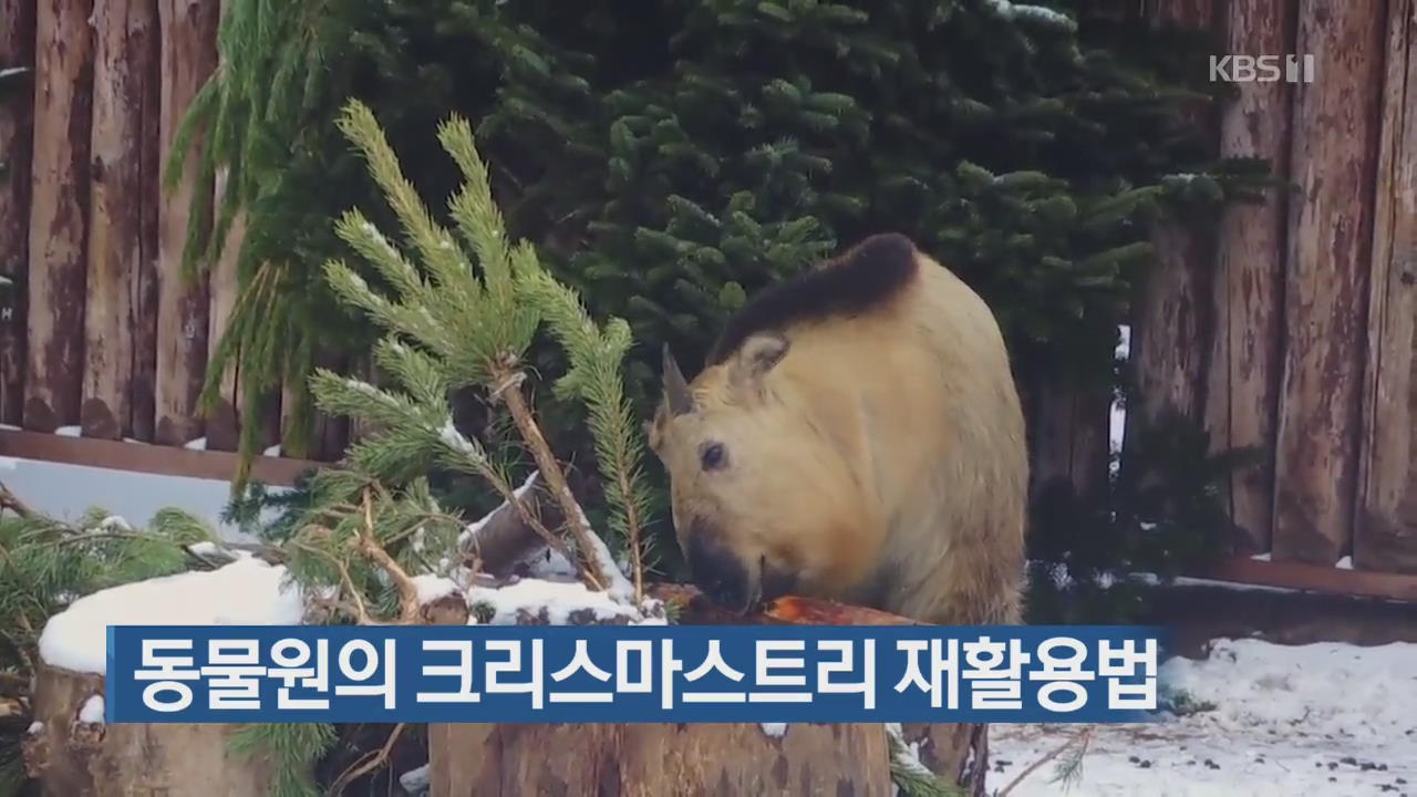 [지금 세계는] 동물원의 크리스마스트리 재활용법