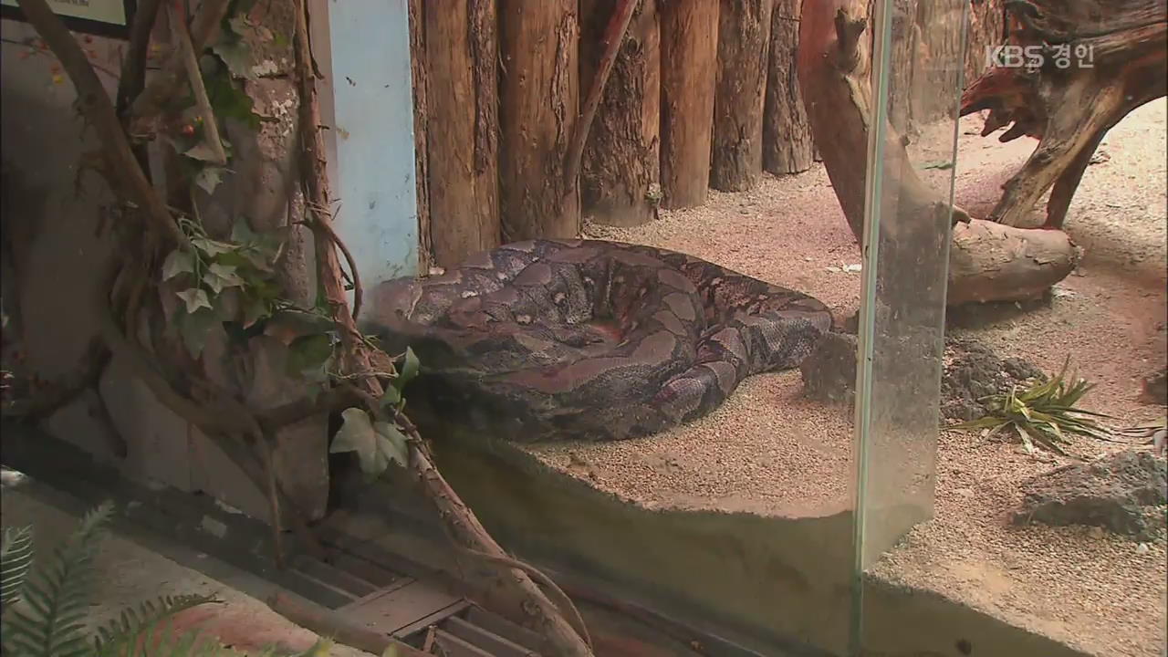 ‘멸종위기종’ 새끼뱀 얼려 죽여…서울대공원 ‘뱀 폐사’ 논란