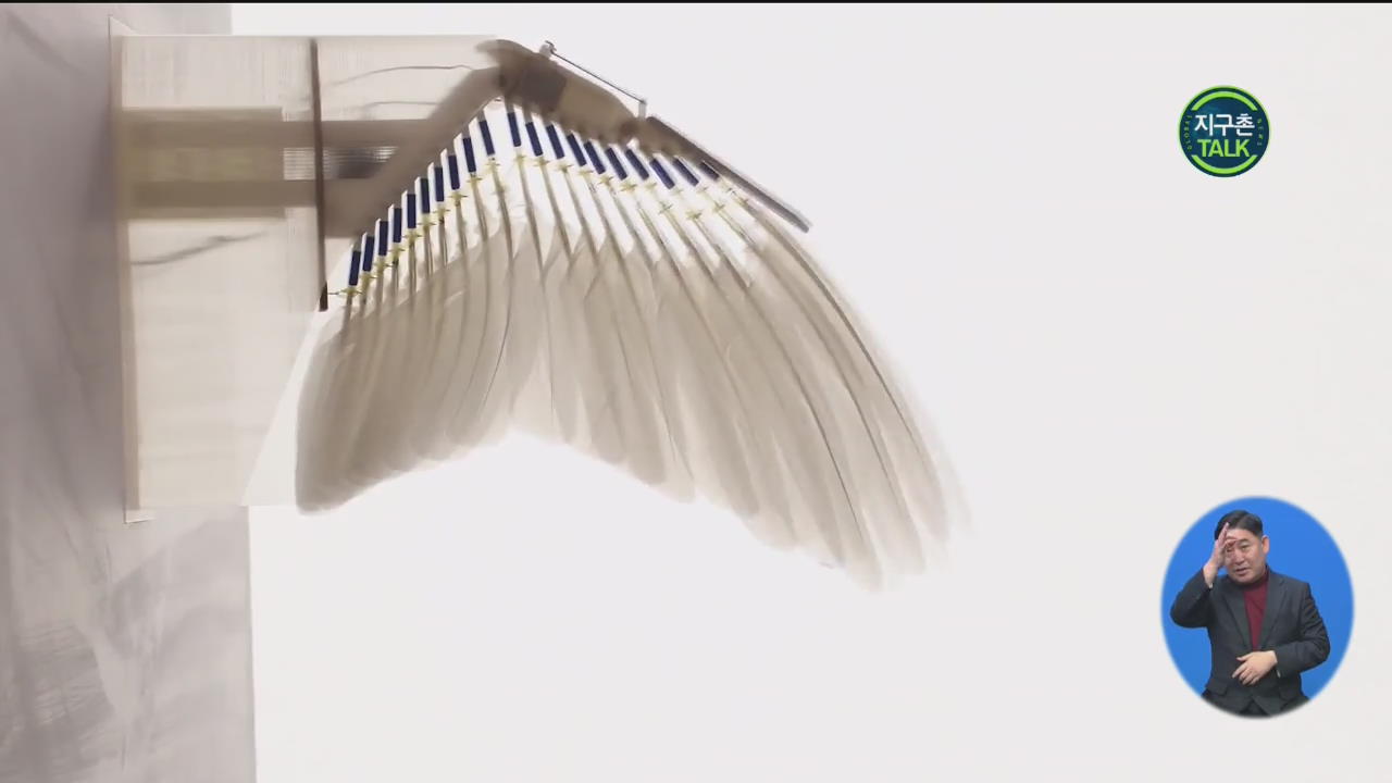 [지구촌 Talk] 비둘기 깃털로 만든 ‘비행 로봇’ 개발
