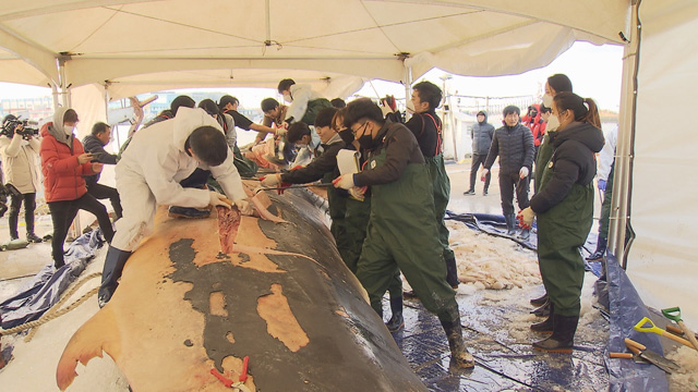 지난 3일 제주시 한림항에서 진행된 대형고래 공동부검 현장