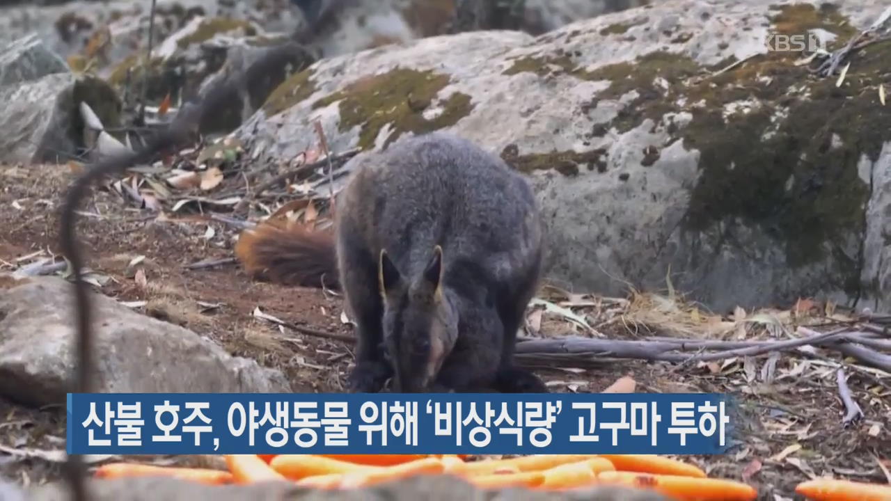 [지금 세계는] 산불 호주, 야생동물 위해 ‘비상식량’ 고구마 투하