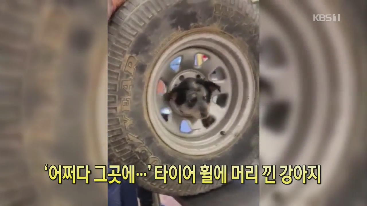 [클릭@지구촌] ‘어쩌다 그곳에…’ 타이어 휠에 머리 낀 강아지