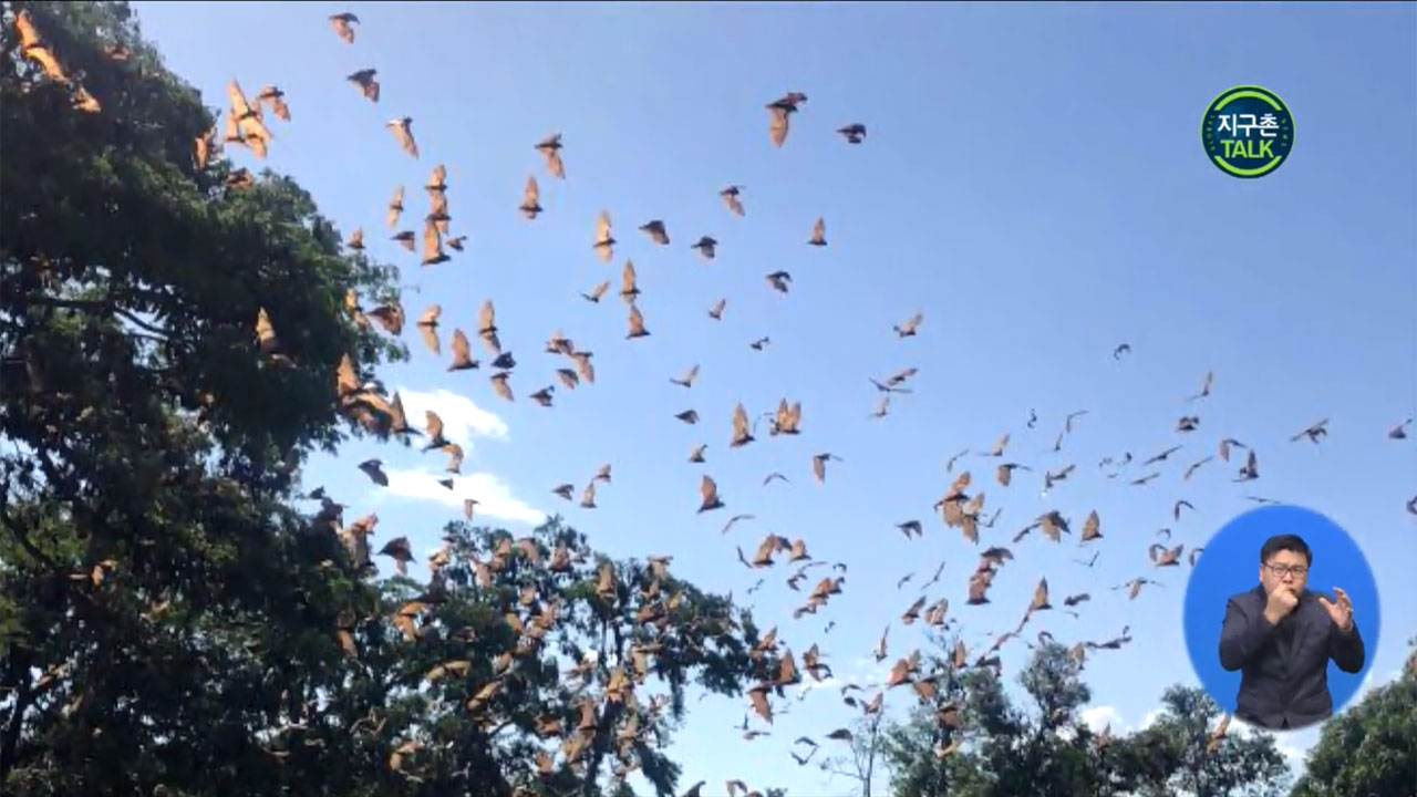 [지구촌 Talk] 호주 마을 뒤덮은 수십만 마리의 ‘거대 박쥐’