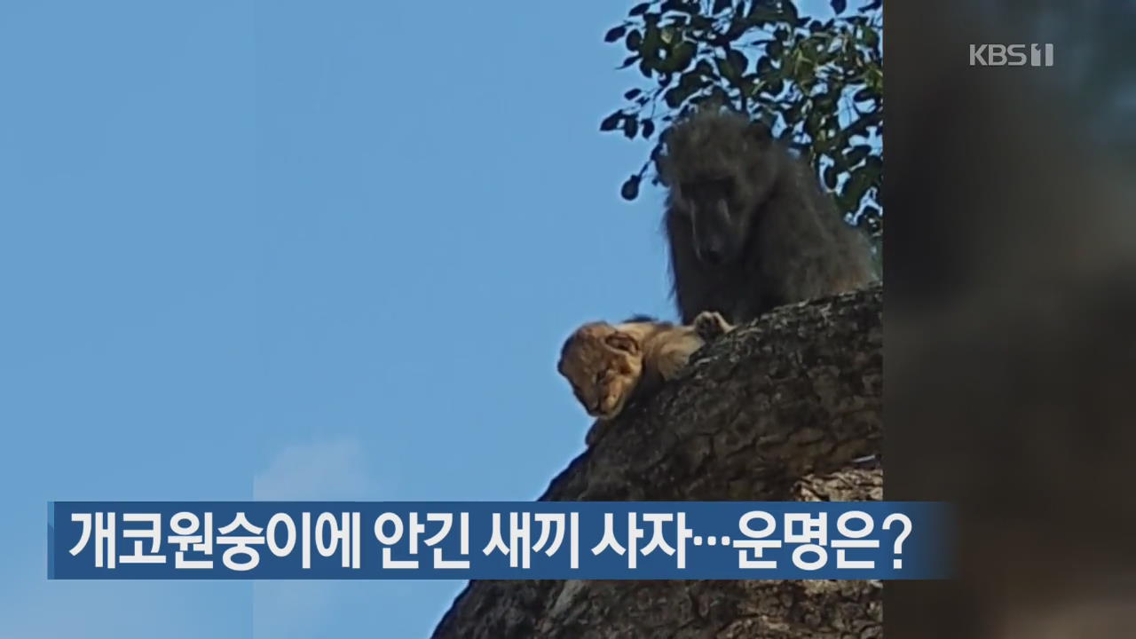 [지금 세계는] 개코원숭이에 안긴 새끼 사자…운명은?