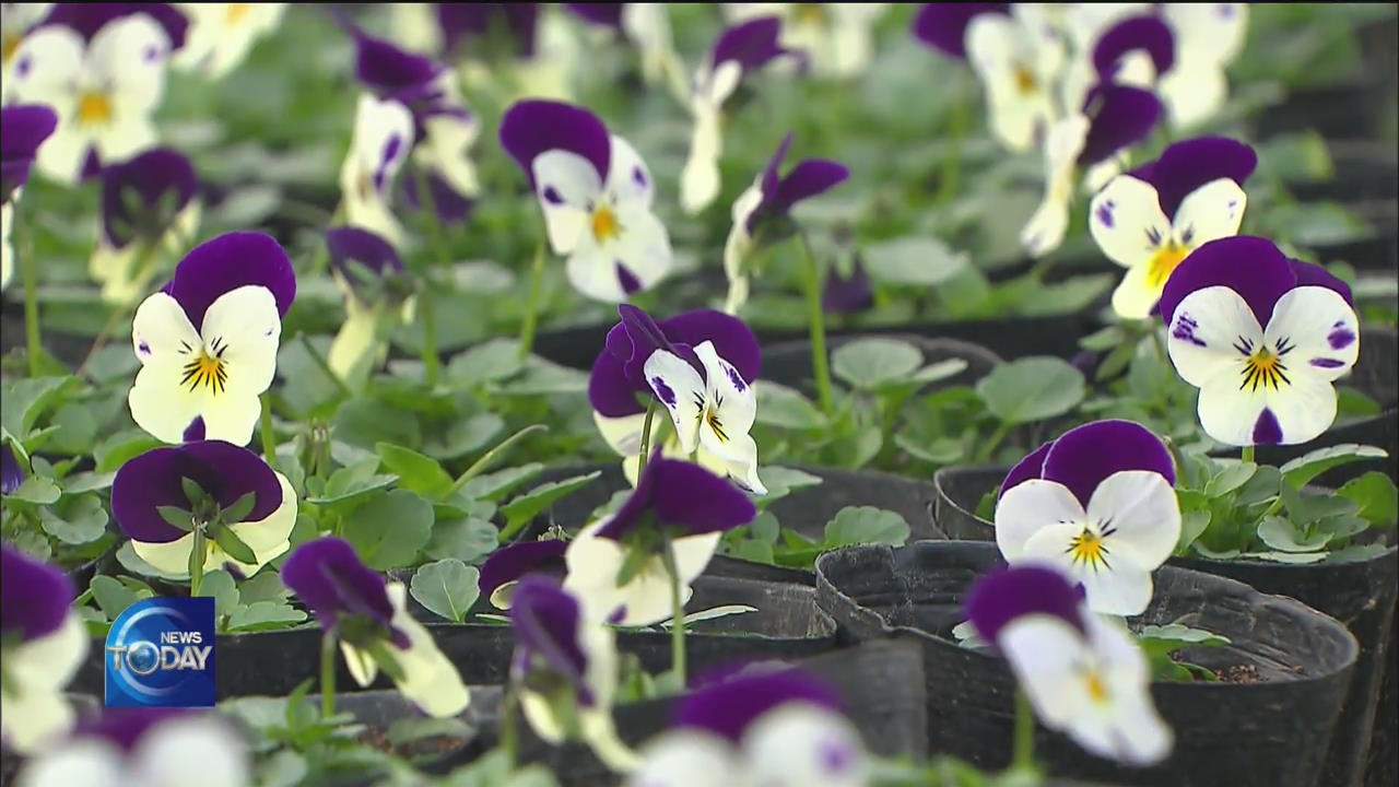 SIGNS OF SPRING IN THE NATION