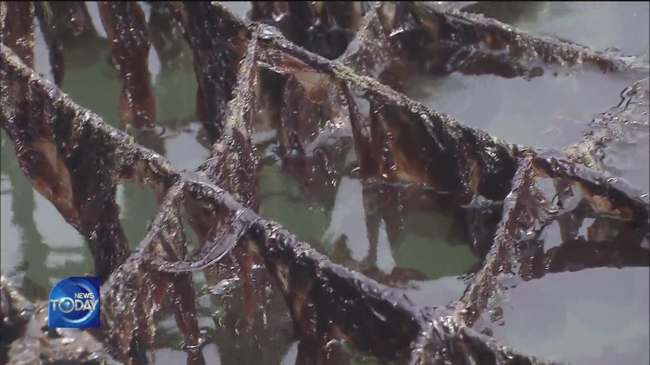 WARM WINTER IMPACTS LAVER PRODUCTION