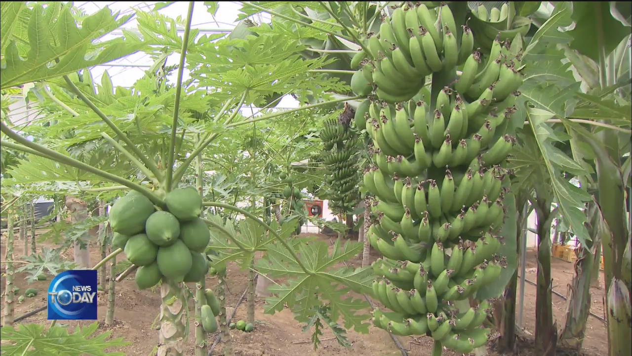 TROPICAL FRUITS CULTIVATED IN KOREA