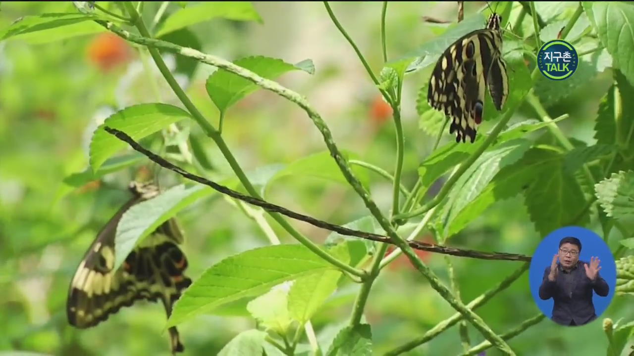 [지구촌 Talk] 삼림 보호, 수익 창출 동시에…케냐 ‘나비 프로젝트’