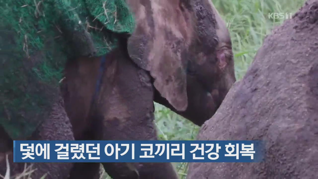 [지금 세계는] 덫에 걸렸던 새끼 코끼리 건강 회복