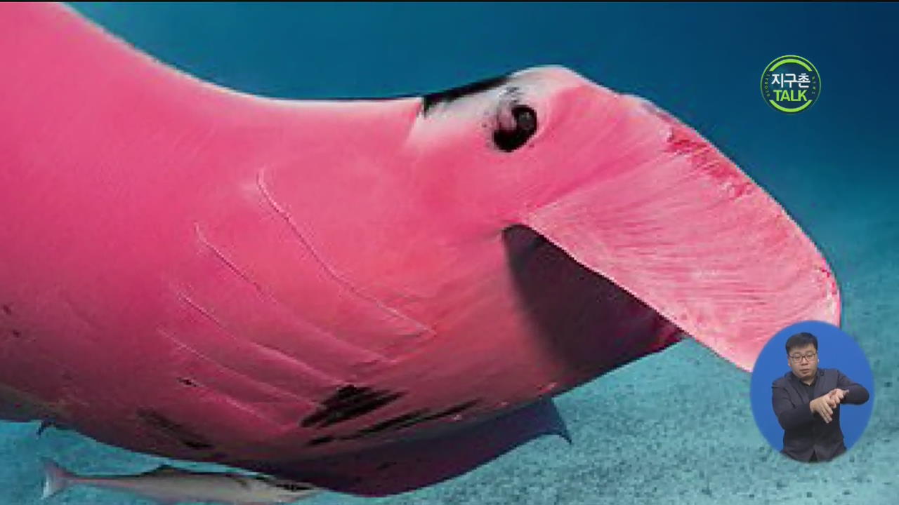 [지구촌 Talk] 전 세계에 단 한 마리 포착…‘분홍빛 쥐가오리’