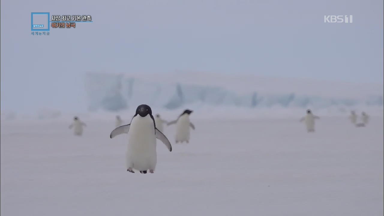 사상 최고 기온 관측 위기의 남극
