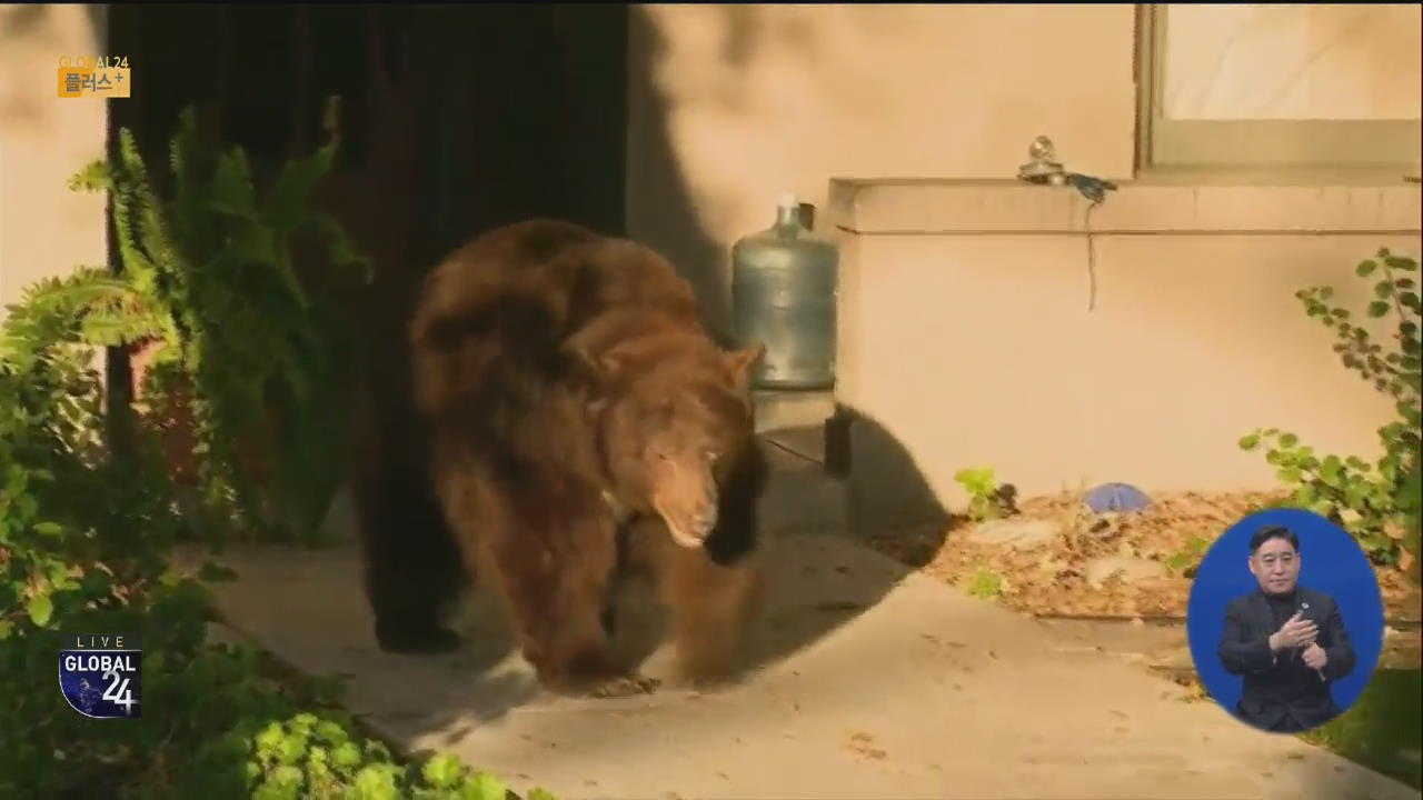 [글로벌 플러스] “이제 봄인가?” 먹이 찾아 내려온 야생 곰