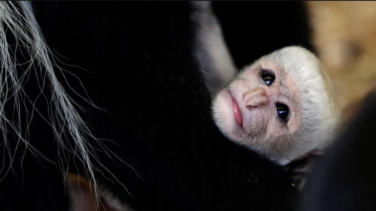 [지구촌 포토] 체코 멸종 위기에 처한 ‘동부콜로부스 원숭이’