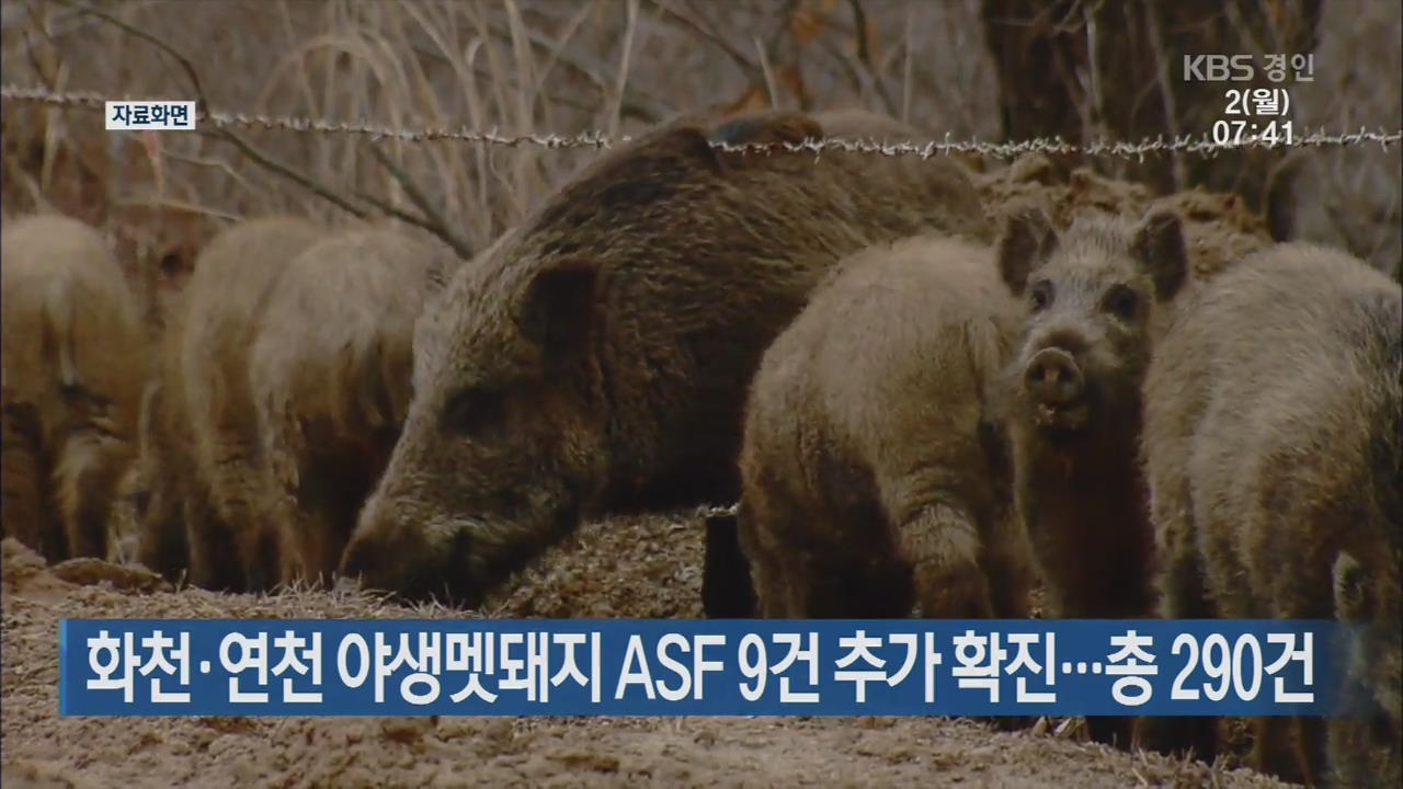 화천·연천 야생멧돼지 ASF 9건 추가 확진…총 290건