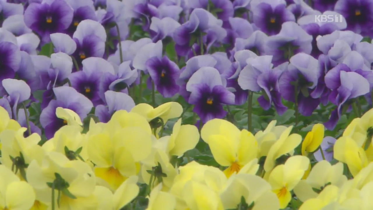 [뉴스광장 영상] 꽃 종묘장