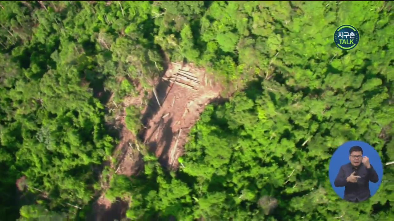 [지구촌 Talk] 브라질 아마존 “전년 대비 70% 이상 사라져”