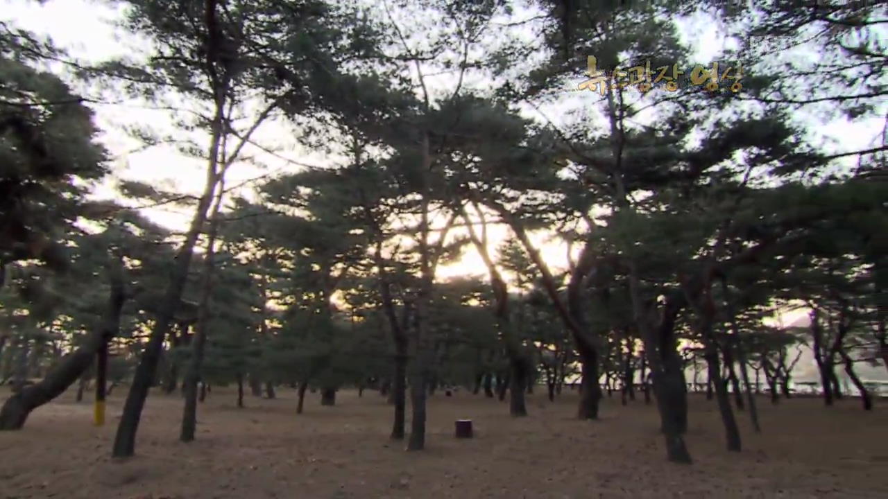 [뉴스광장 영상] 하동송림