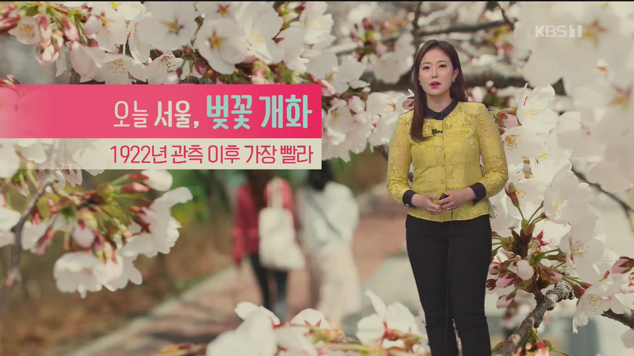 [날씨] 서울 벚꽃 개화…내일 아침 기온 떨어져