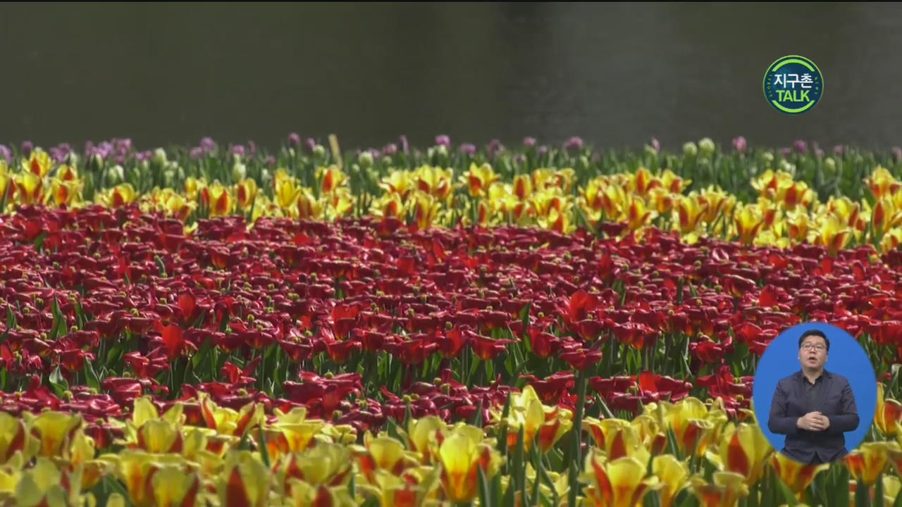 [지구촌 Talk] 식물원에 만개한 봄꽃…꽃축제는 취소