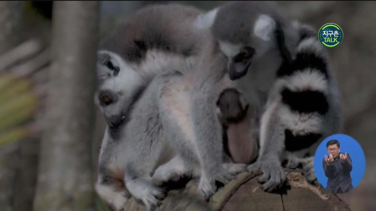 [지구촌 Talk] 英 동물원, 멸종위기 여우원숭이 쌍둥이 탄생