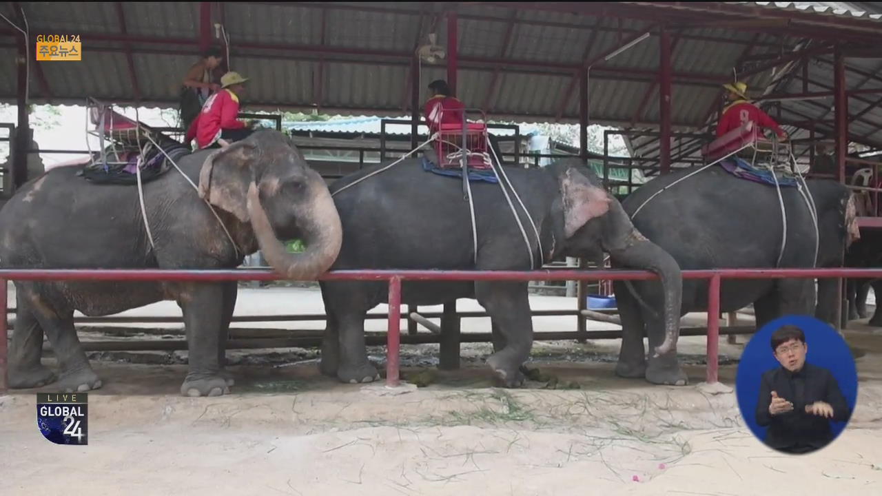 [글로벌24 주요뉴스] 태국, 관광객 급감에 코끼리 1,000마리 아사 위기