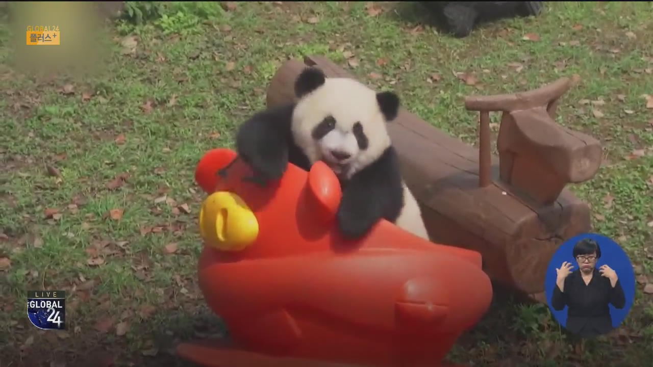 [글로벌 플러스] 봄볕에 신난 판다들…중국 동물원 재개장