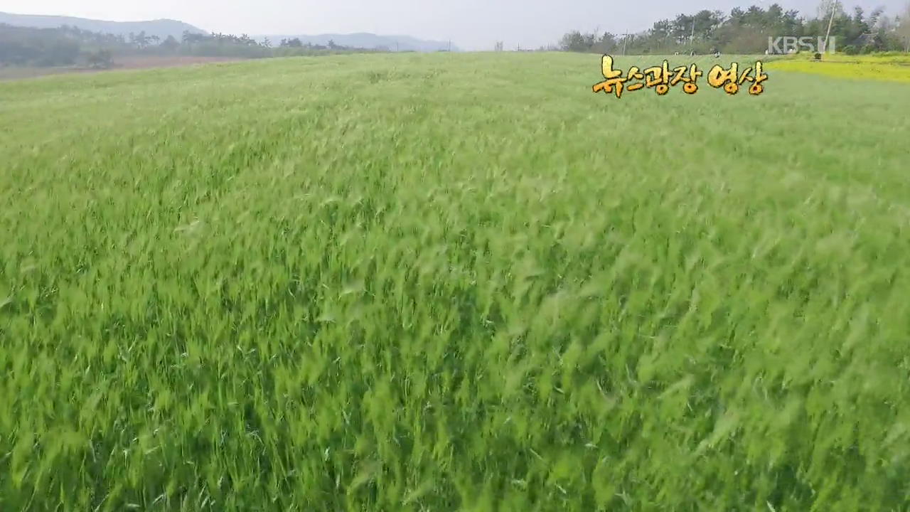 [뉴스광장 영상] 청보리밭