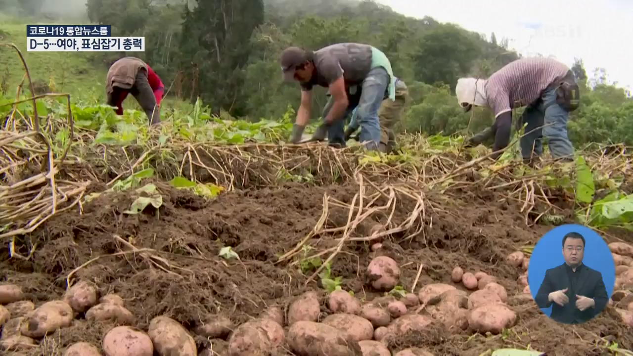 수확기 콜롬비아 농민들 ‘시름’