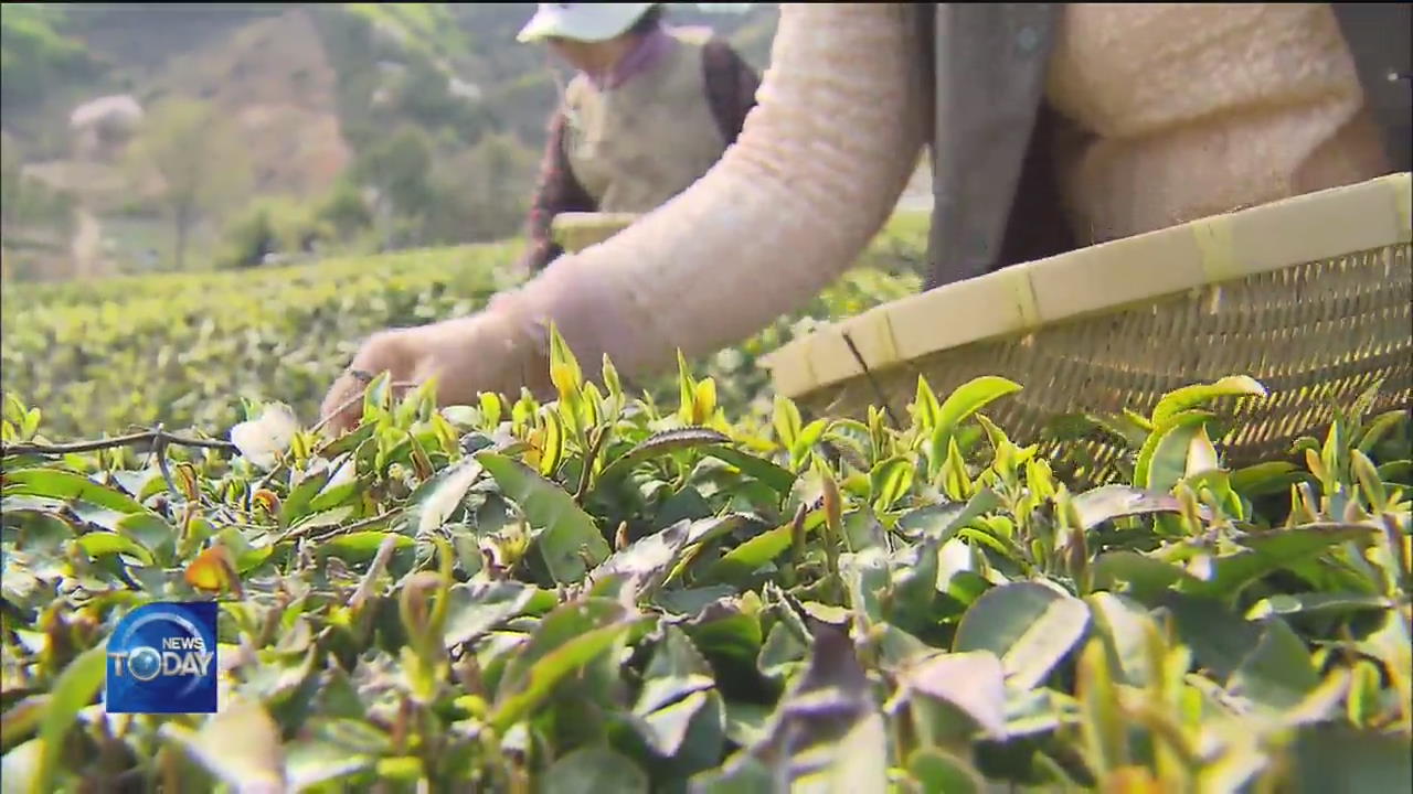 HARVESTING OF NEW GREEN TEA LEAVES