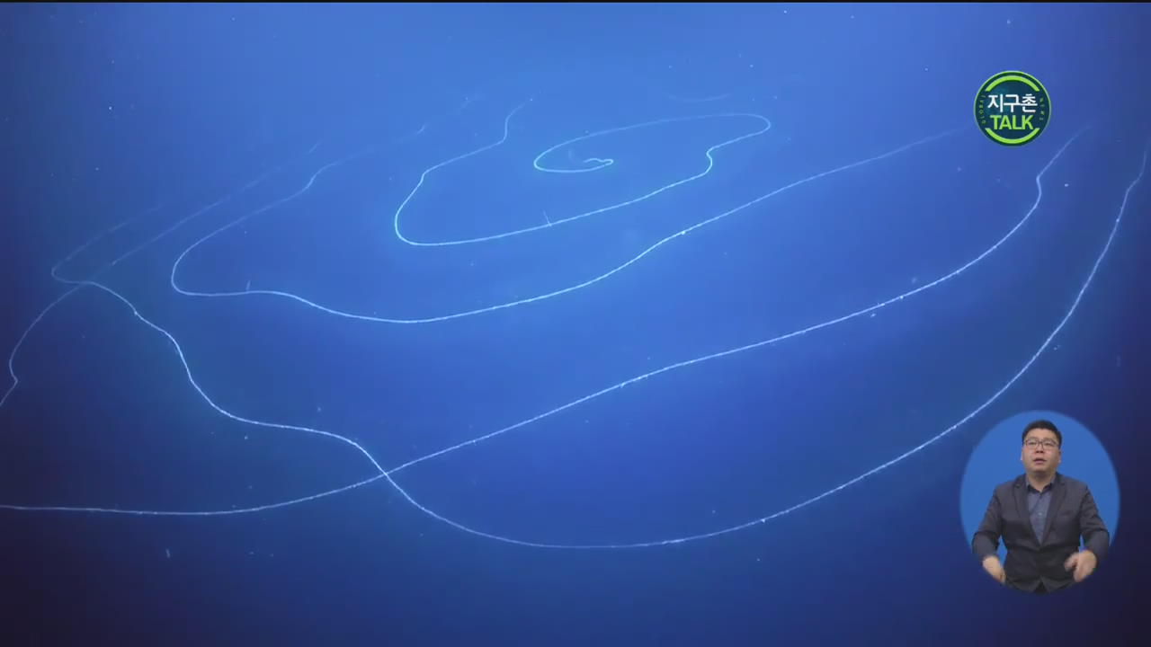 [지구촌 Talk] 120m 길이 해양생물 발견…“관해파리로 추정”
