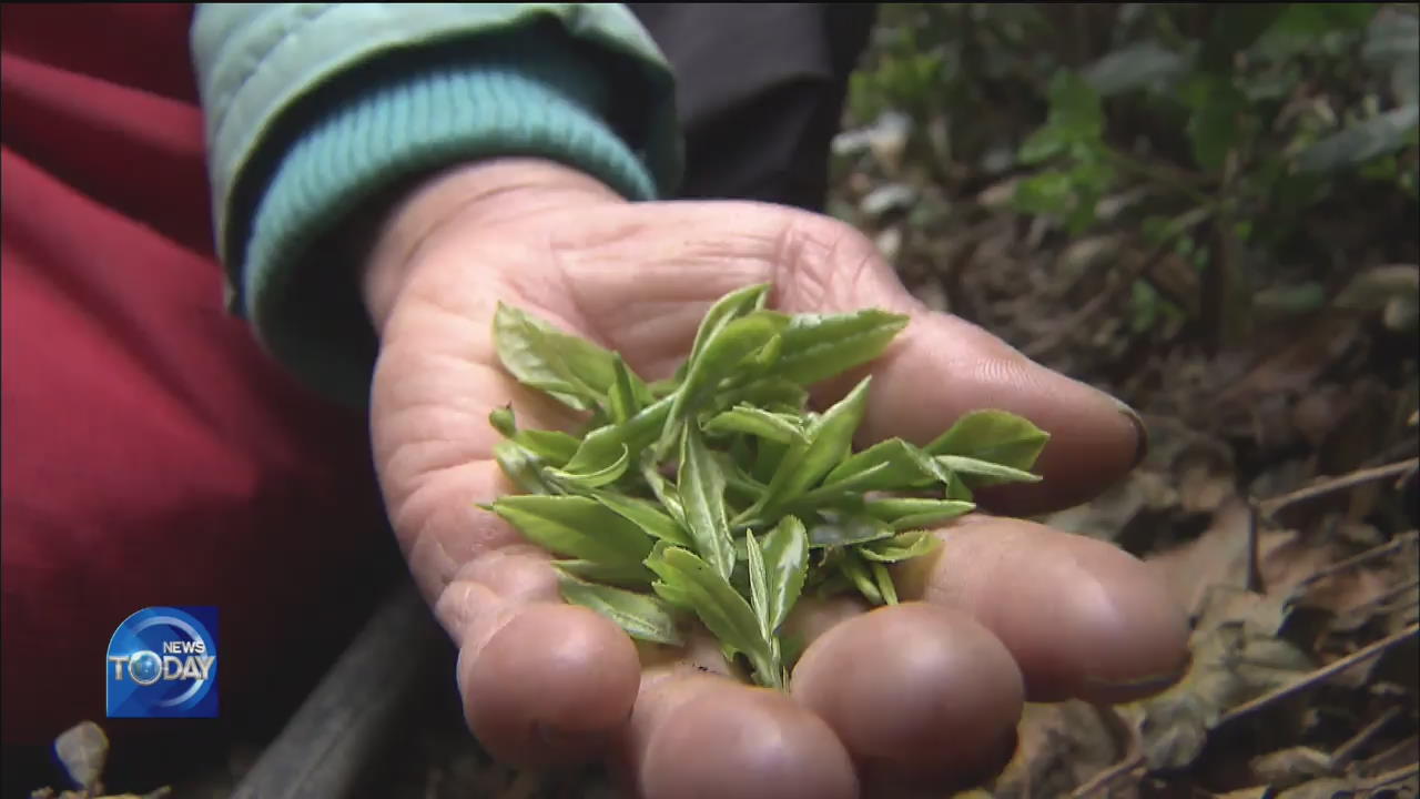HARVESTING FRESH GREEN TEA LEAVES