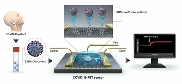 환자에서 채취한 검체를 바이오센서（중앙, COVID-19 FET 센서）에 떨어뜨리면, 코로나19 바이러스 감염 여부를 전기적 신호로 확인할 수 있다