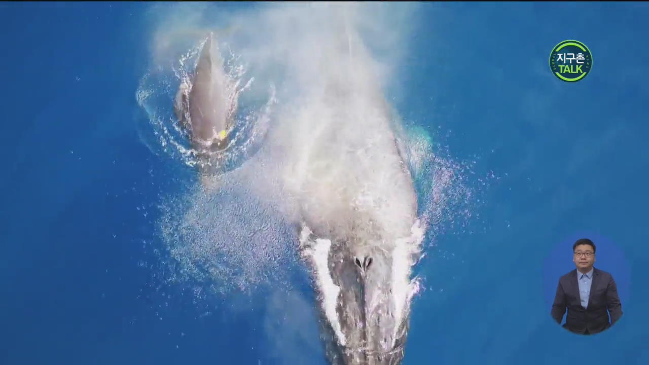 [지구촌 Talk] 거대 혹등고래의 수유…희귀 장면 포착