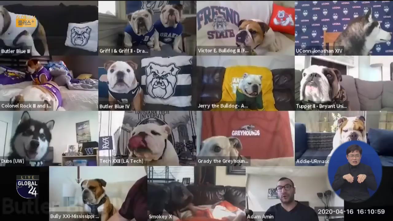 [글로벌 플러스] 대학 마스코트 강아지들 ‘화상 회의’