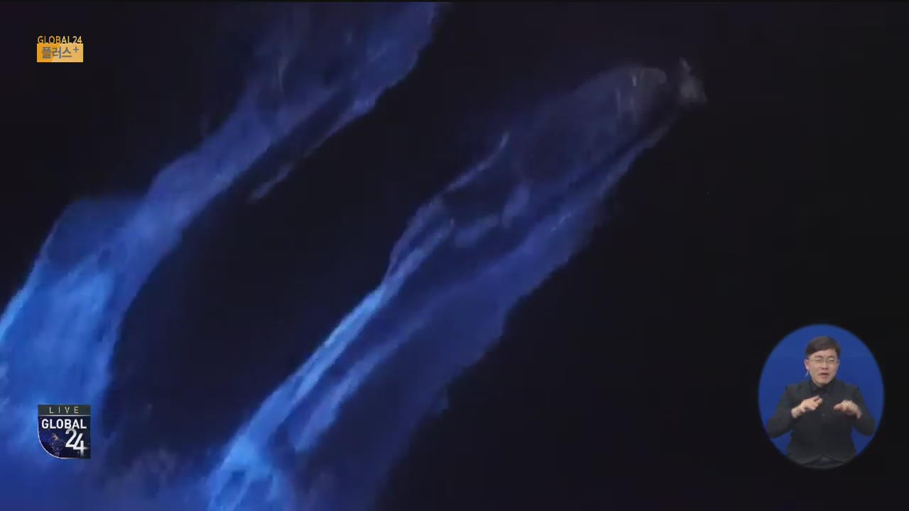 [글로벌 플러스] 푸른빛 발산하는 특별한 돌고래의 유영