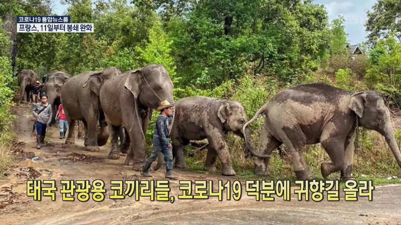 [코로나19 국제뉴스] 태국 관광용 코끼리들, 코로나19 덕분에 귀향길 올라