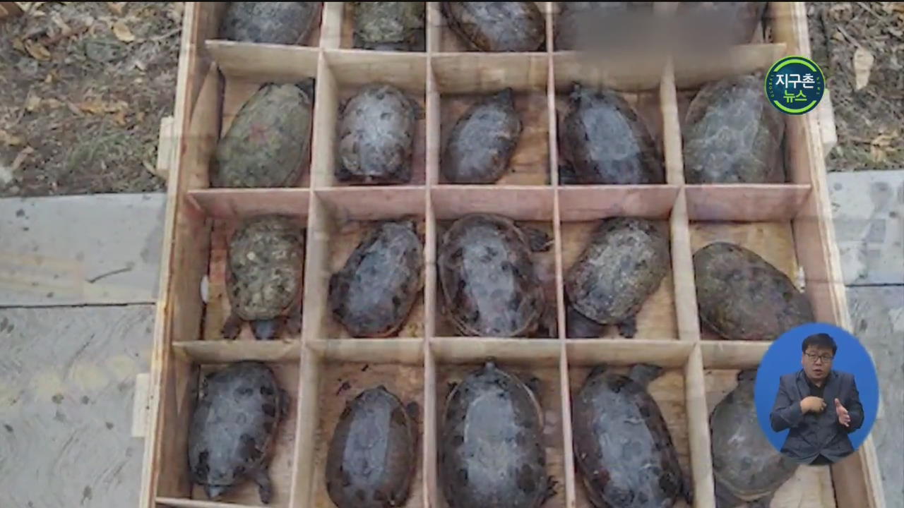 멕시코, 중국 밀송하려던 거북이 만 5천 마리 적발